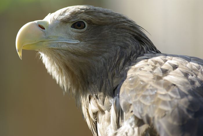 Seeadler