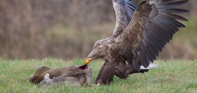Seeadler