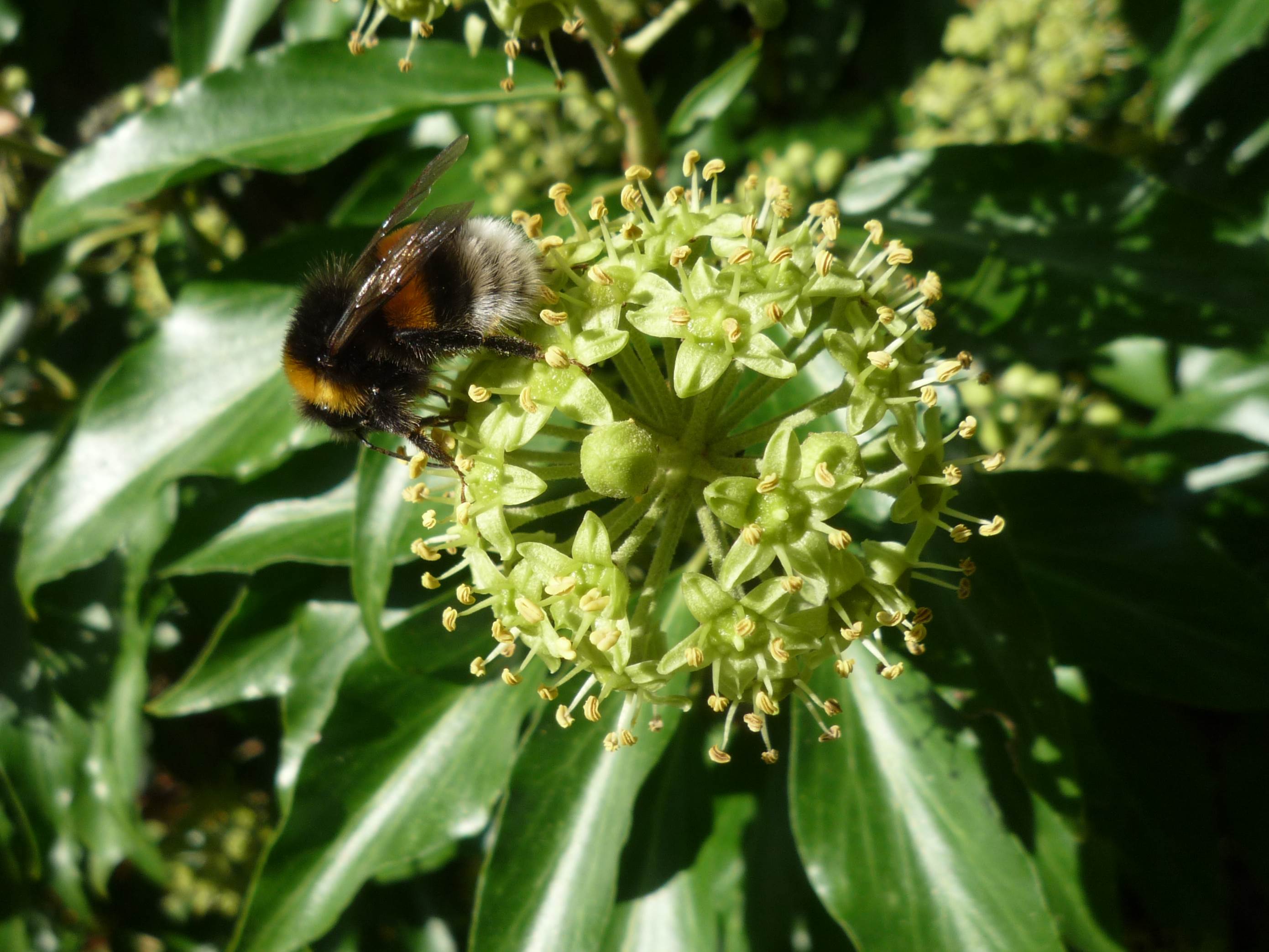 Erdhummel am Efeu