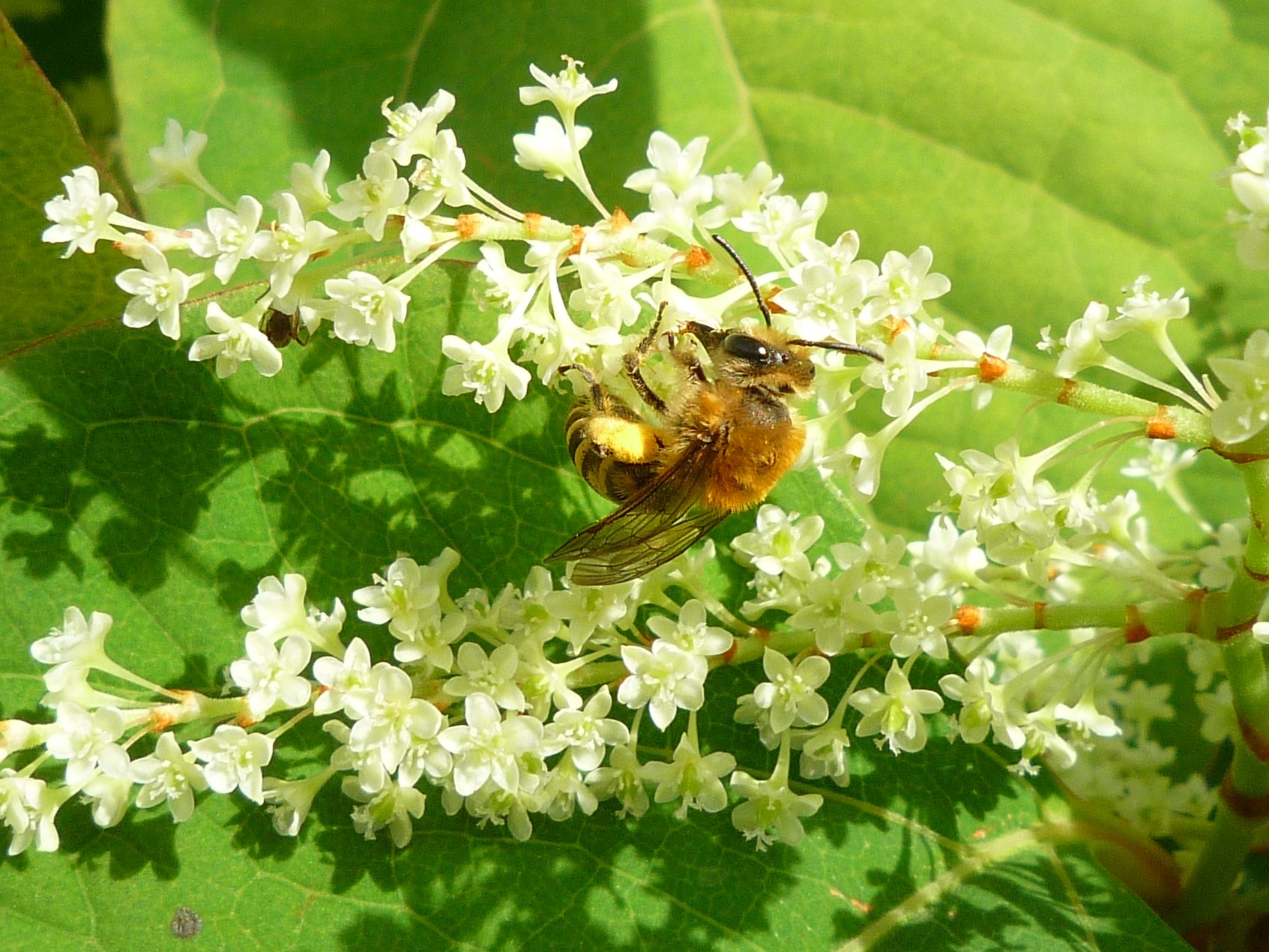 Efeu-Seidenbiene -  sie ist bis in den Herbst hinein zu beobachten, meist an Efeublüten! Hier am  Staudenknöterich. Die Efeu-Seidenbiene breitet sich derzeit nach Noden Deutschlands aus, vielleicht ist sie auch schon in M-V! 